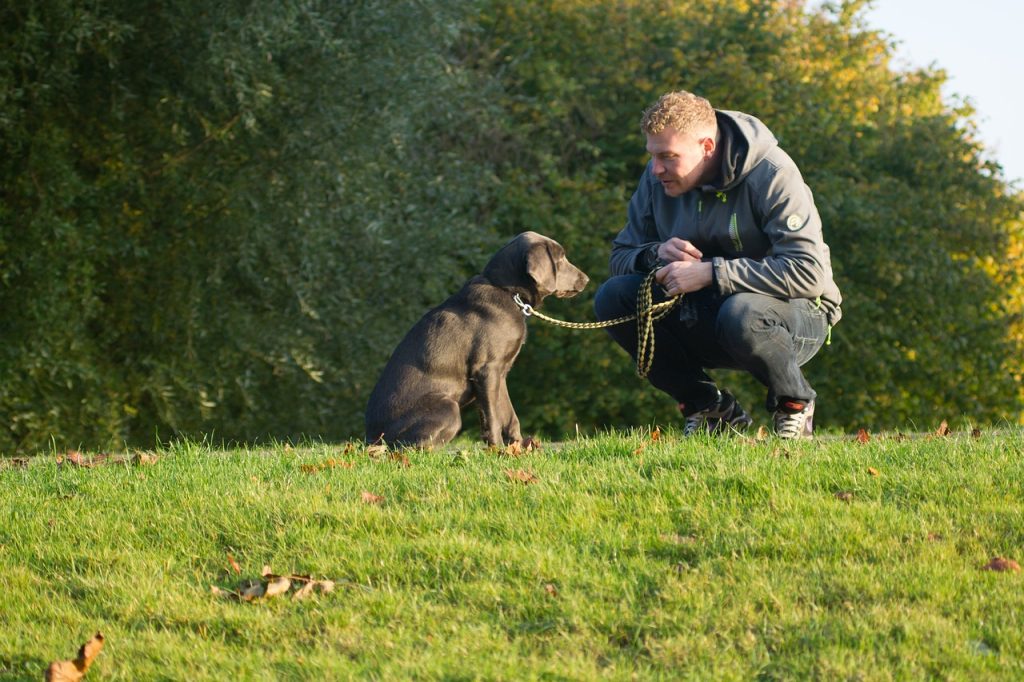 dog, dog owner, friendship