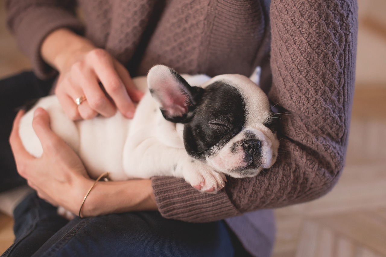 bulldog, puppy, pet