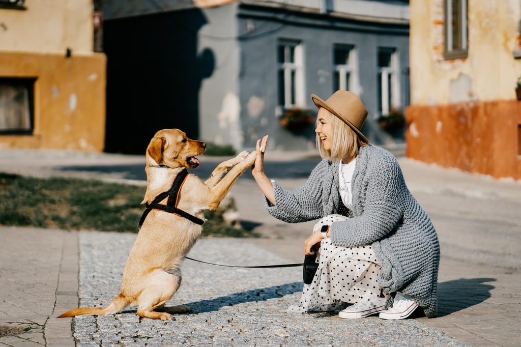 girl, dog, pet