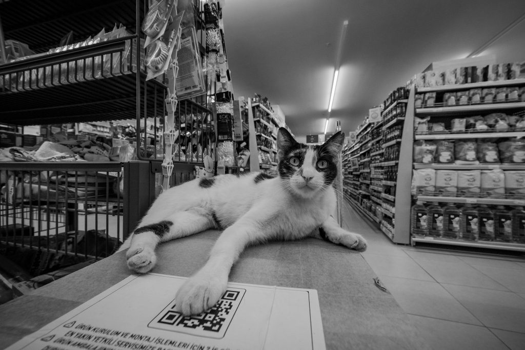 Cat in a Shop in Black and White