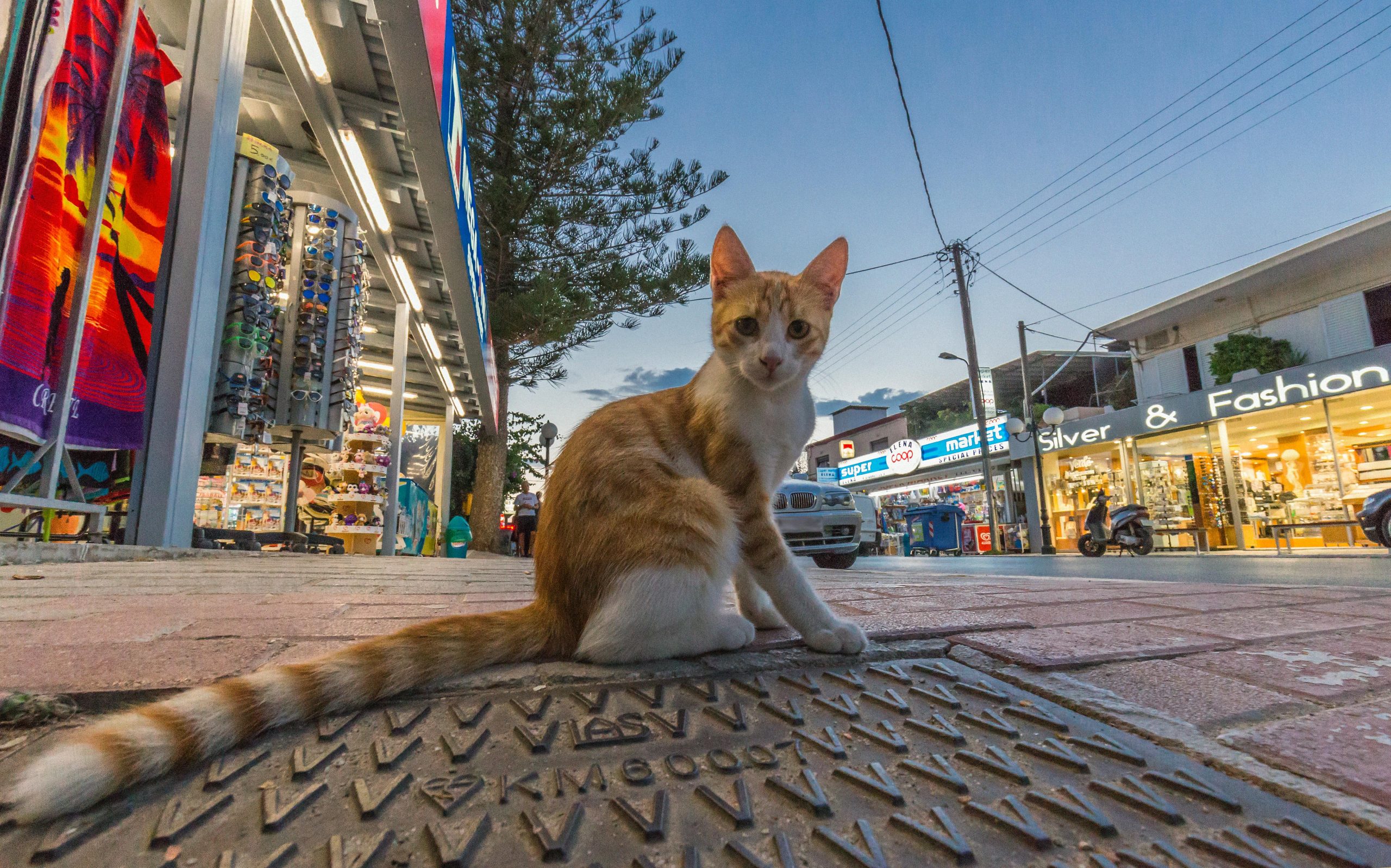 A tabby cat sits on a Greek street at twilight, surrounded by urban shops.