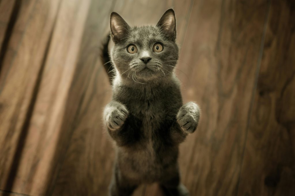 A cute gray cat playfully standing on its hind legs on a wooden floor indoors.