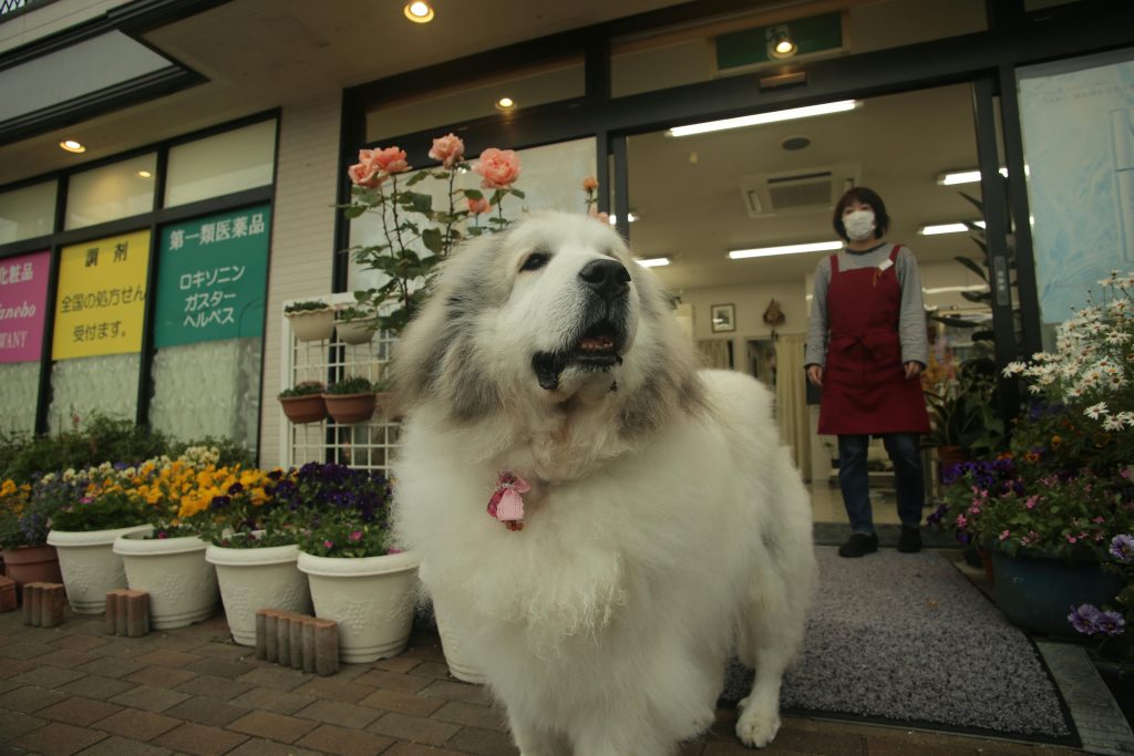 Cute White Dog Outside