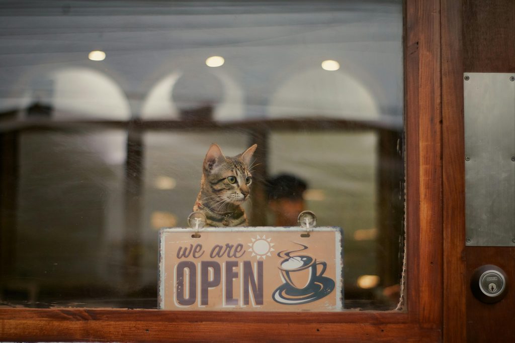 A cute tabby cat sits behind a cafe window, peering over an 'Open' sign.